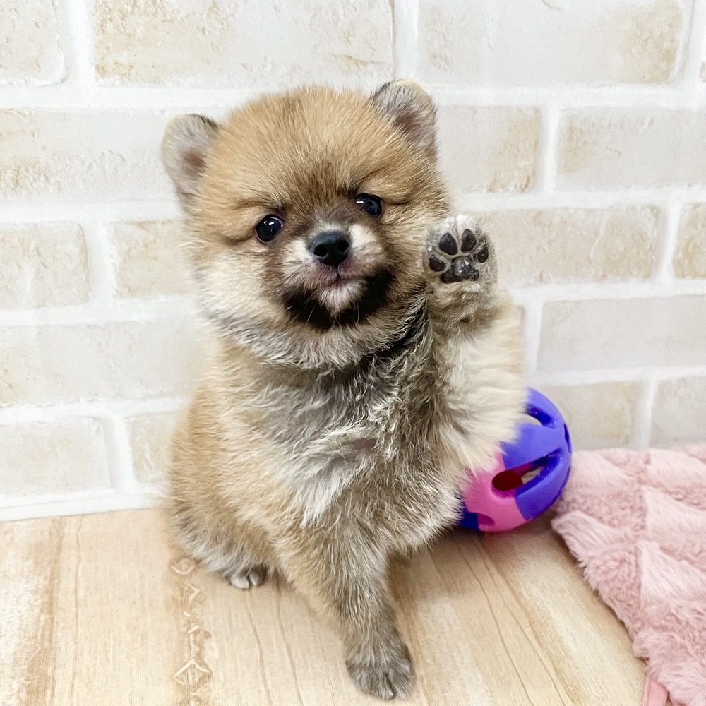 ポメちゃんページ パーティーカラーのポメちゃん - CHECO-LU'S GALLERY | minne